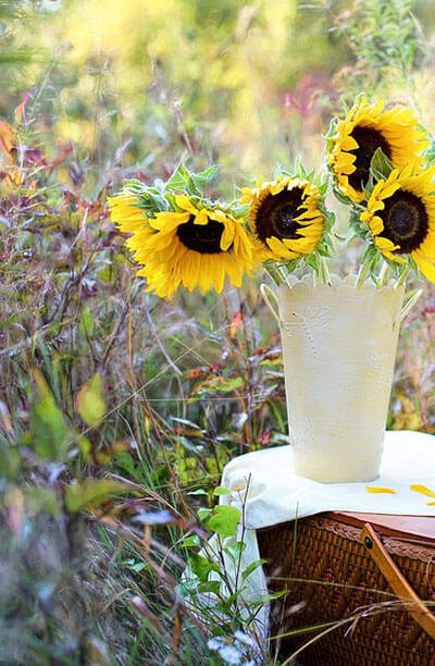 Flores Medellín | San Angel | Descubre las leyendas del girasol